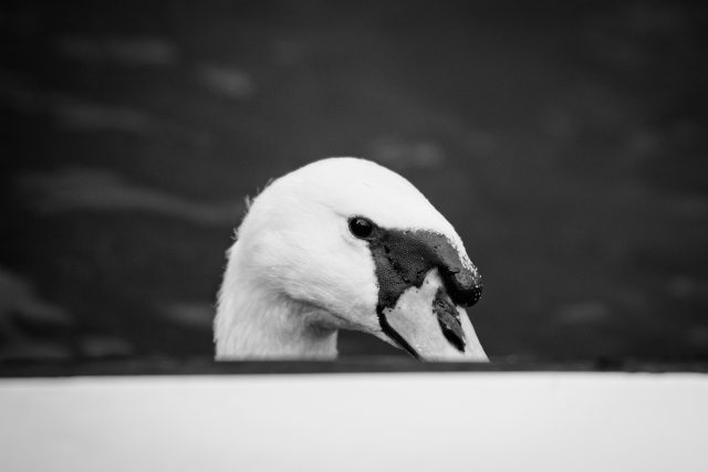 Polly_Dan_250915_437